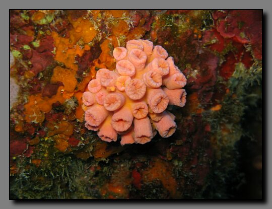 cup corals